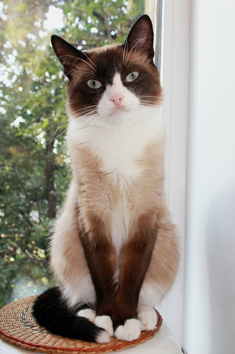 Seberapa mirip kamu dengan kucing?
