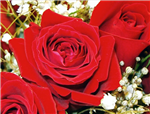 Valentine Day Love