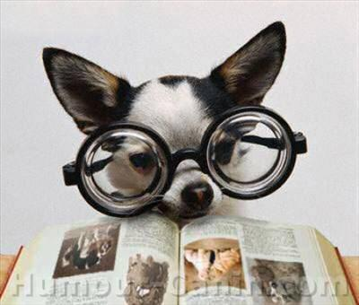 Tu Est Un Chien Ou Un Chat ???