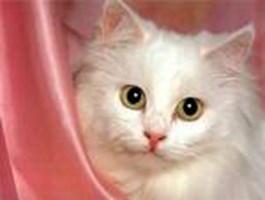 Catgirl