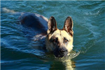 Send A German Shepherd