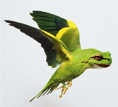 Burung kepala kodok