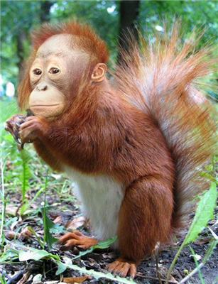 Tupai orang utan
