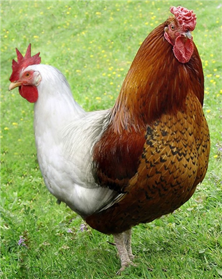 Ayam kepala dua