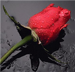 Special For Lovers