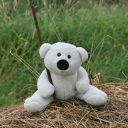 Teddy