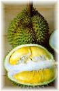 Duren Mania