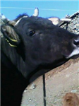 İnek