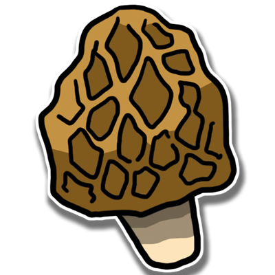 Morchella esculenta