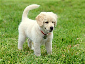 Köpekler İyidir