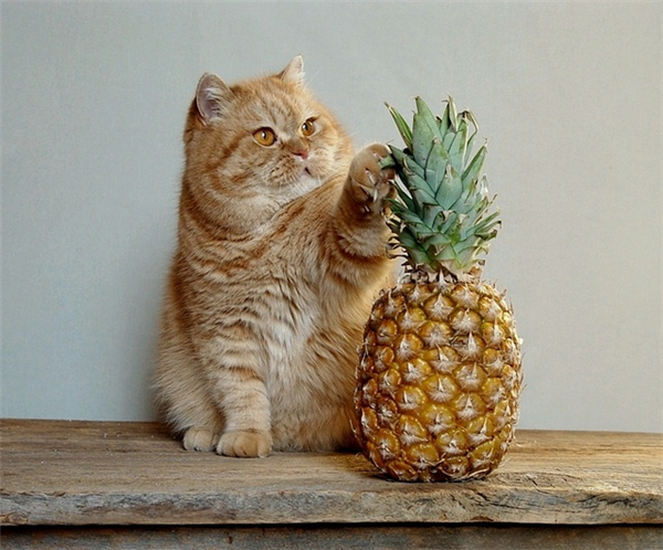 Pineapplekit!