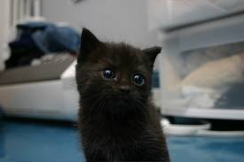  Adorable Kitten 
