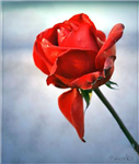 Flowers For Respect