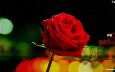 rose