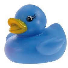 blue duck