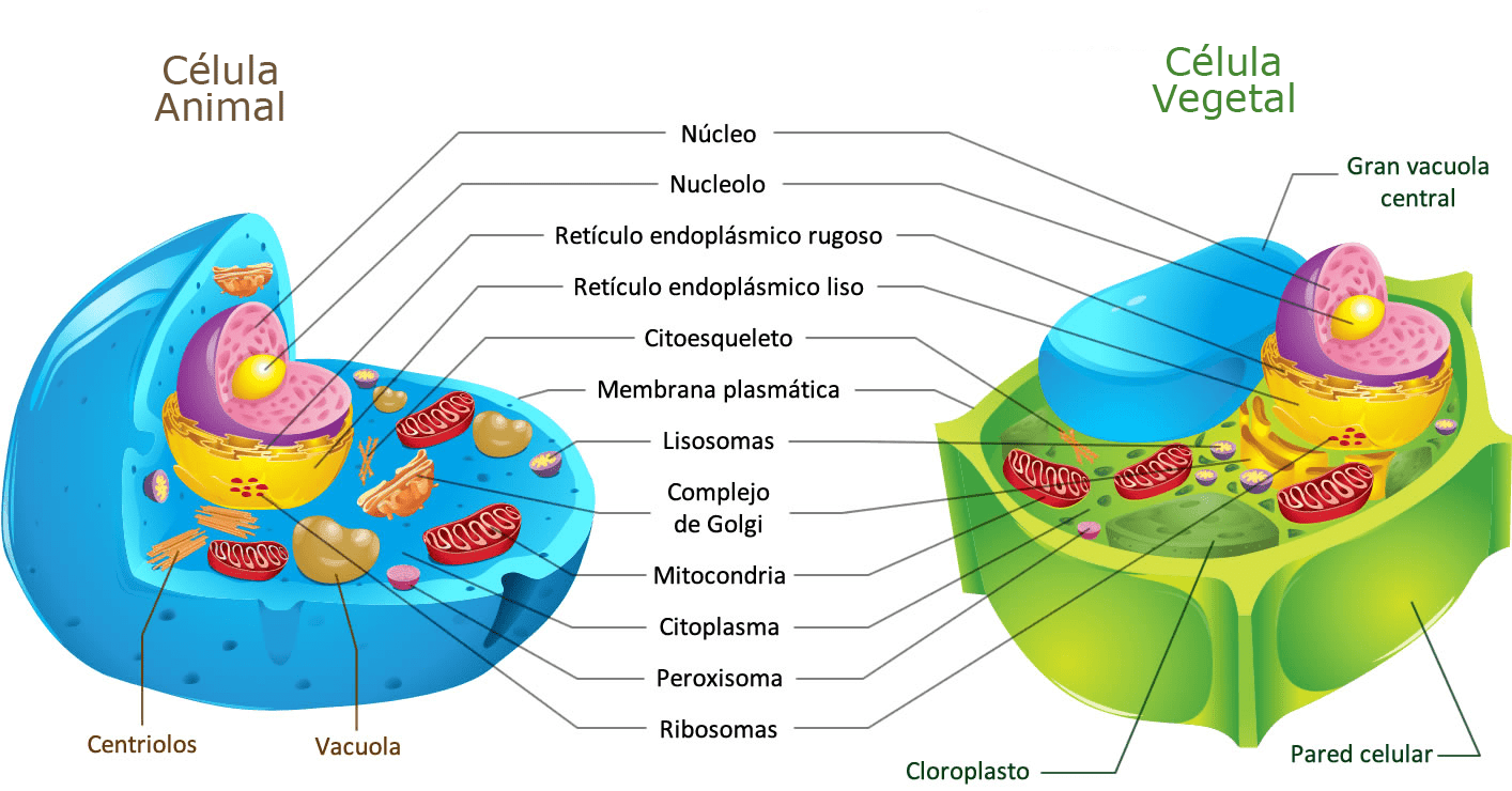 ¿Qué Organelo Eres?