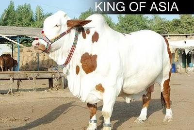 motu badshah