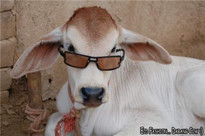 dada bakra
