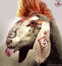 handsome bakra