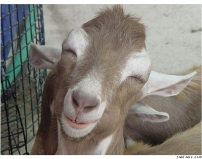 sweet bakra