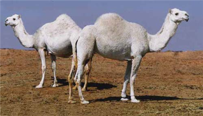 gora camel