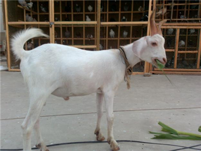 teddy bakra