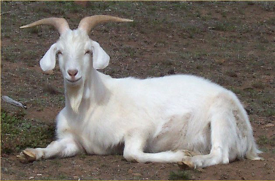 gora bakra