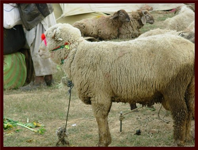 dunba