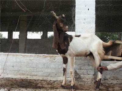 kurly bakra