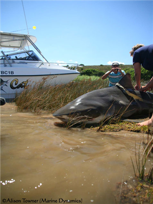 Zambezi Shark