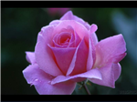 Girt For Friends