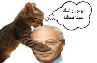 حتى القطط