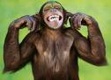 Awesome Animals
