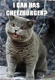 I can has cheeseburger