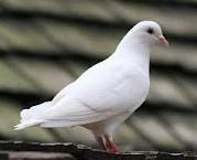 White Pigeon