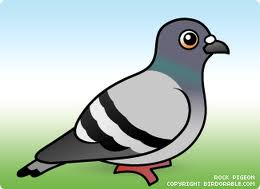 Cartoon Pigeon