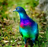 Psychedelic Pigeon