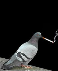 Smoking Pigeon