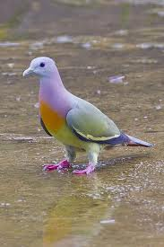 Rainbow Pigeon