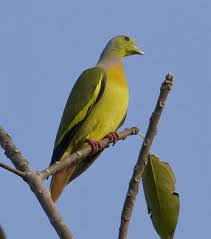 Green Pigeon