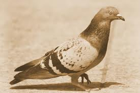 Old Pigeon