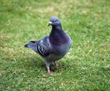 Blue Pigeon 