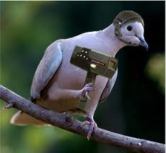 Pigeon On a Mission 