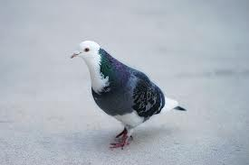 Mixed Pigeon