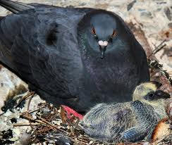 Mum + Baby Pigeon ♥