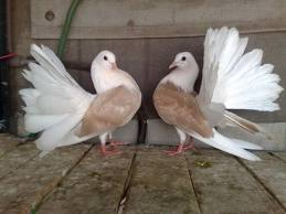 Best Friend Pigeons :)