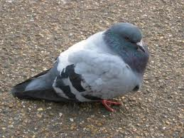 Fat Pigeon