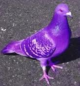 Purple Pigeon