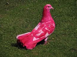 Pink Pigeon 