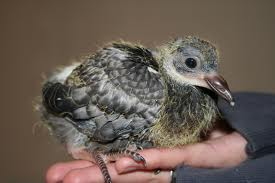 Baby Pigeon